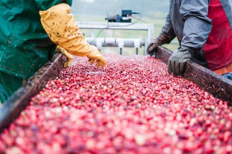 Tour of a Local Cranberry Farm W/ Transportation From Boston - Tour Overview and Pricing