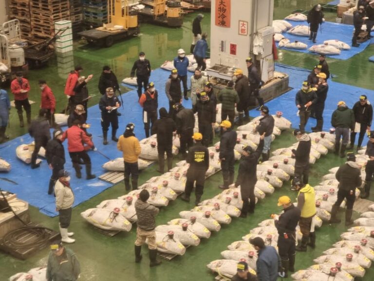 Toyosu Fish Market Tuna Auction With Fresh Seafood Buffet