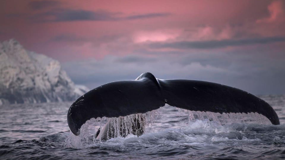 Tromsø Whale Safari With MS Gabriele - Tour Overview