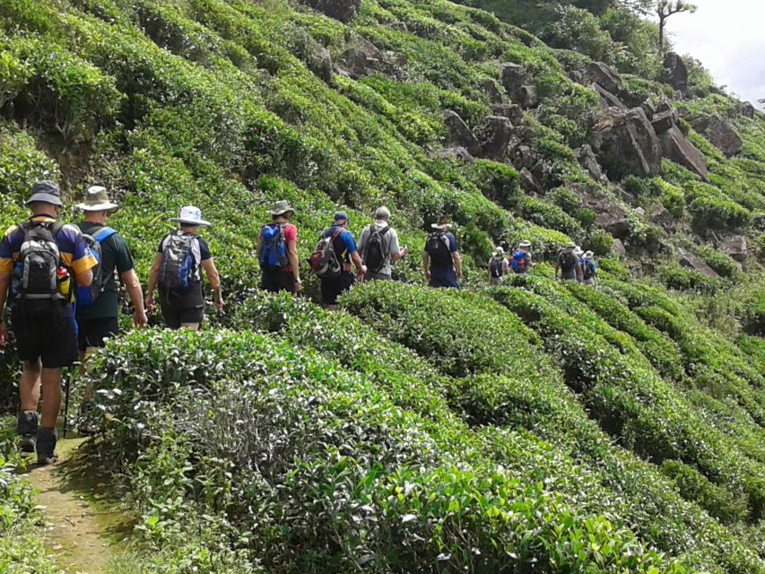 Tuk-Tuk Safari Liptons Seat,Tea Fields Hike,Teafactory Tour - Tour Overview