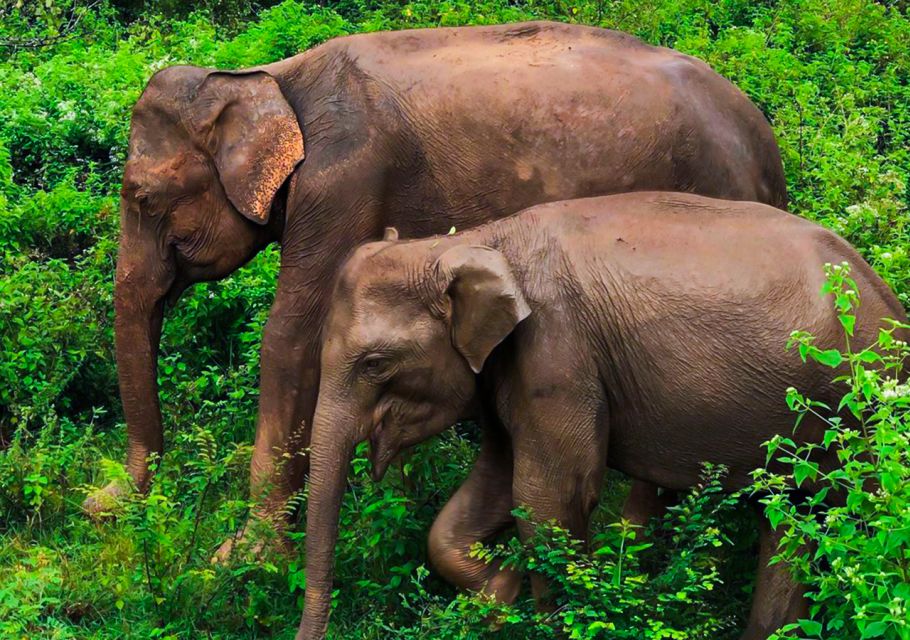 Udawalawe National Park Afternoon or Morning Safari - Activity Overview