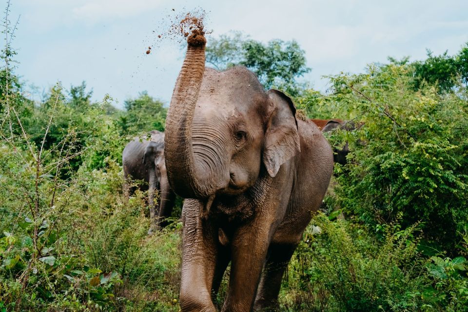 Udawalawe National Park: Entry Ticket & Half-Day Safari Tour - Tour Overview and Details