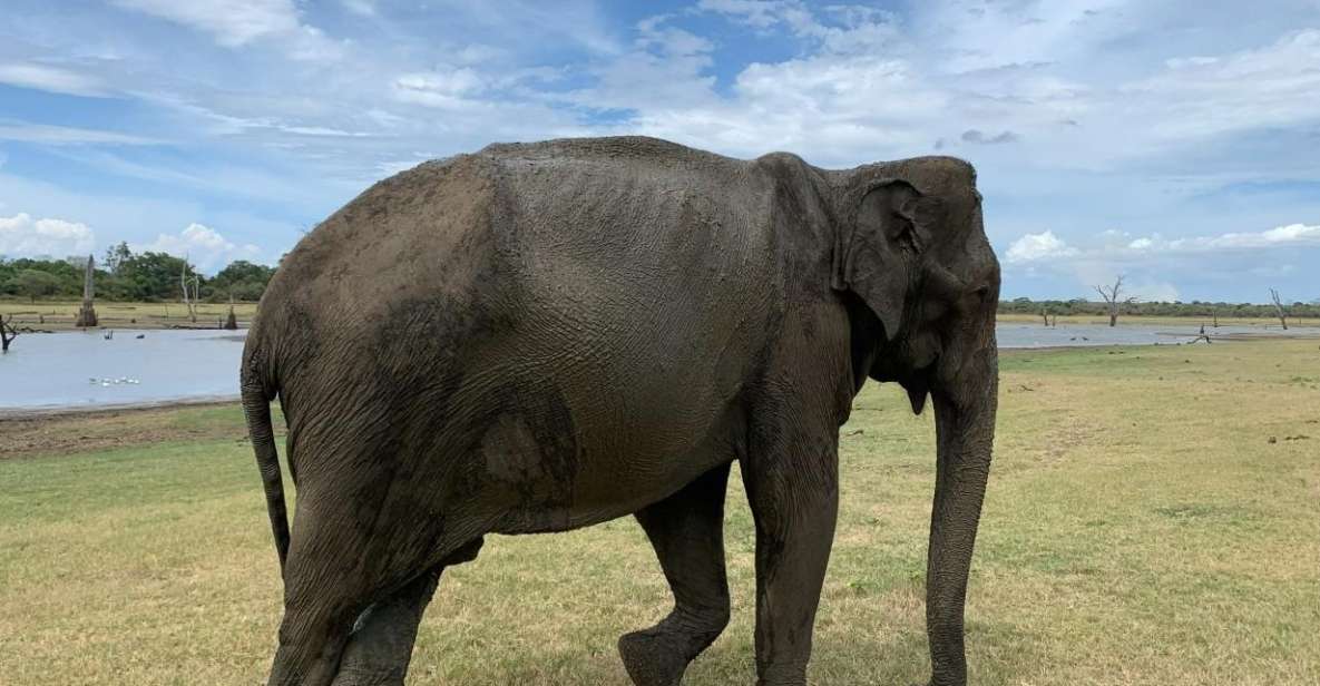 Udawalawe National Park Wildlife Safari From Kaluthara - Tour Overview and Pricing