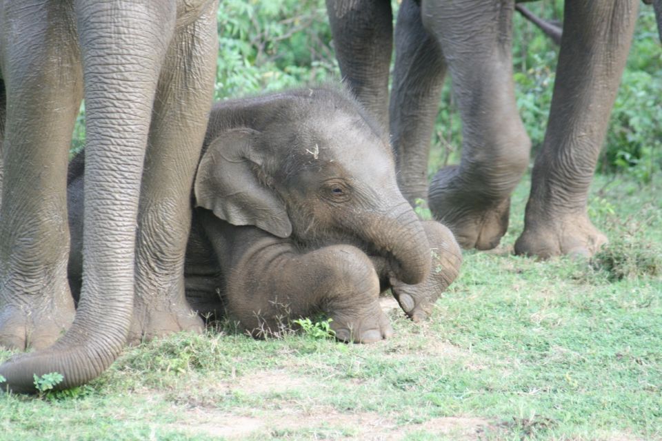 Udawalawe: Udawalawe Wild Safari Tours - Overview of Park and Tour