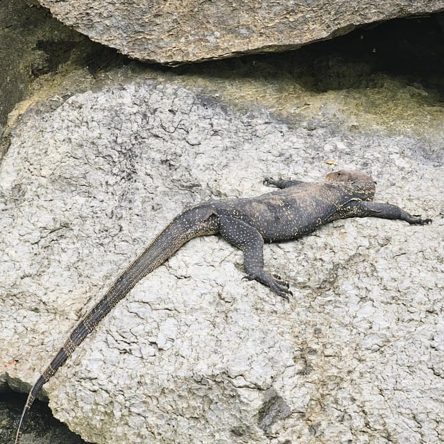 UNESCO Geopark Mangrove Tour Langkawi - Tour Overview and Pricing