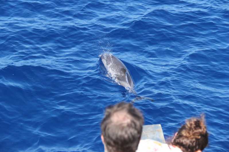 Varazze: Pelagos Sanctuary Wildlife Cruise With Guide