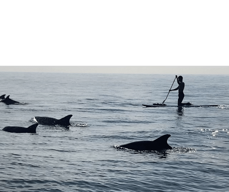 Virginia Beach: Private SUP Ocean Dolphin Adventure - Frequently Asked Questions