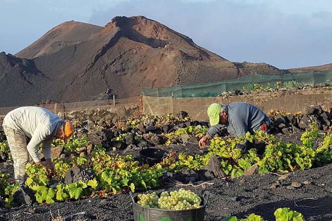 Visit Bodegas Teneguía Winery in La Palma With Wine Tasting - Winerys History and Tradition