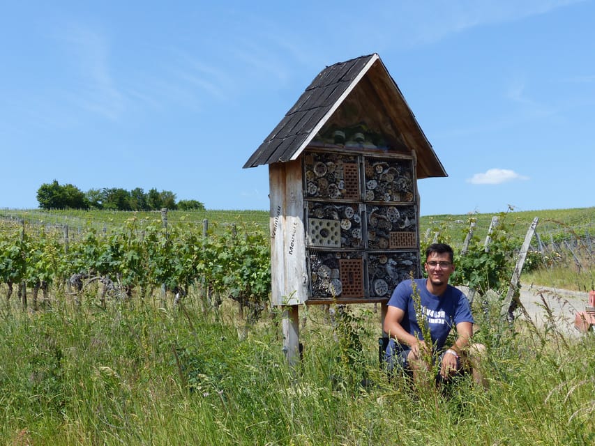 Volkach/Fahr: Wine Spirit Rebellion Wine Hike - Overview of the Tour