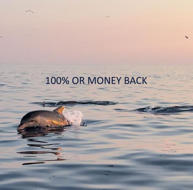 Vrsar: Dolphin Sunrise Adventure With Speedboat