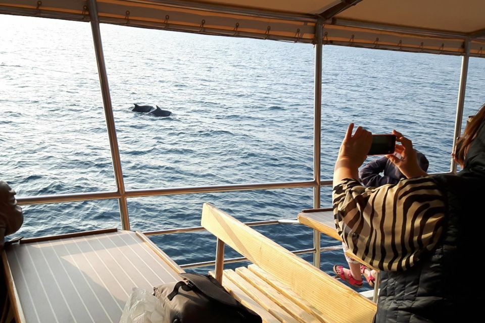 Vrsar: Dolphin Watching Boat Tour Including Drinks - Itinerary and Experience