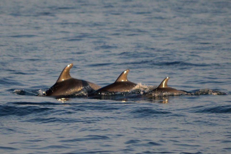 Vrsar: Dolphin Watching Boat Tour Including Drinks - Tour Location and Availability