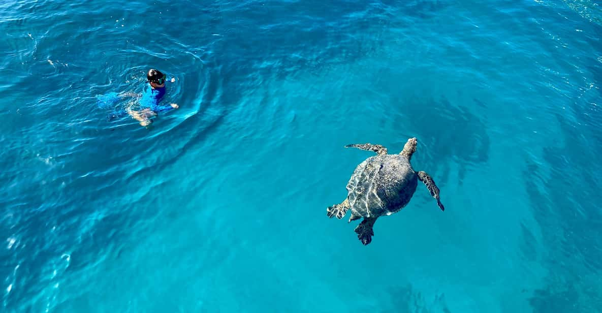 Waikiki: Sea Turtle Snorkeling, Small Group Boat Tour - Tour Overview and Details