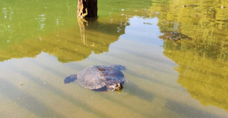 Walk in the Wood With Picnic on the Turtles Lake