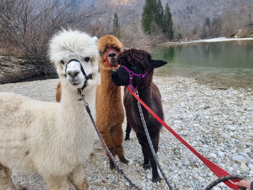 Walking With Alpacas - Domaćija LončNar - Bohinj - Activity Overview