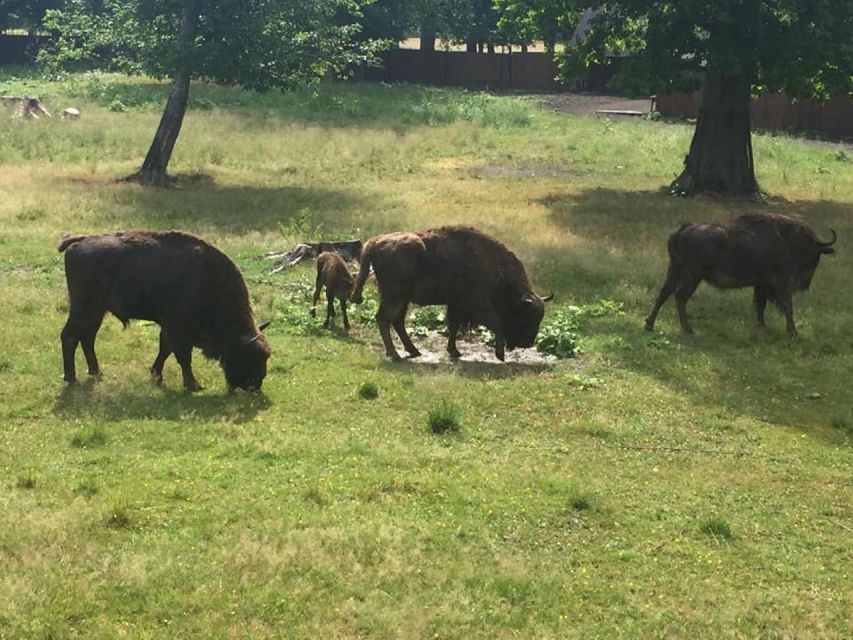 Warsaw: Bialowieza National Park and European Bison Tour - Overview of the Tour