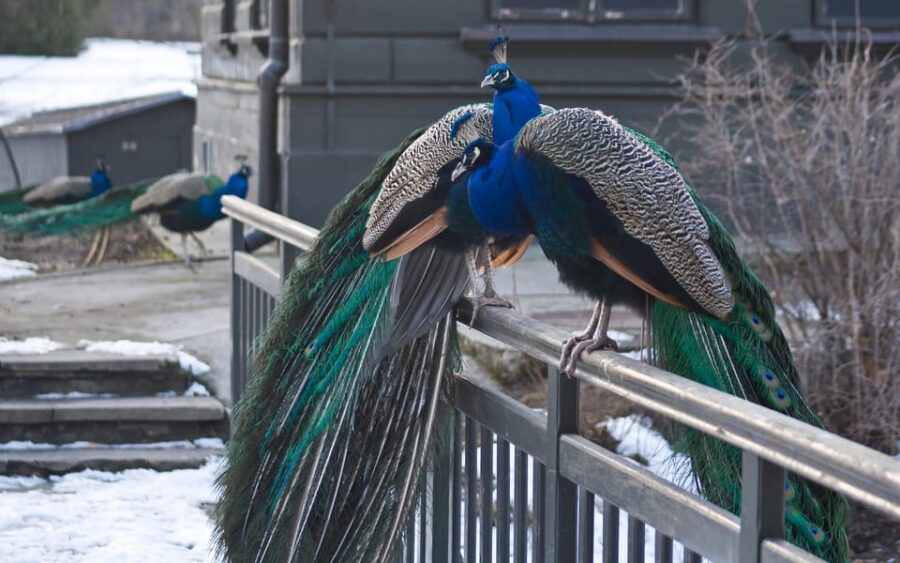 Warsaw Zoo Park With Private Transport