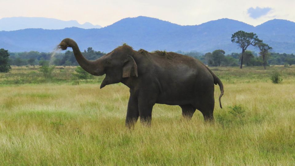 Wasgamuwa: Wasgamuwa National Park Private 3-Hour Safari - Overview of the Safari