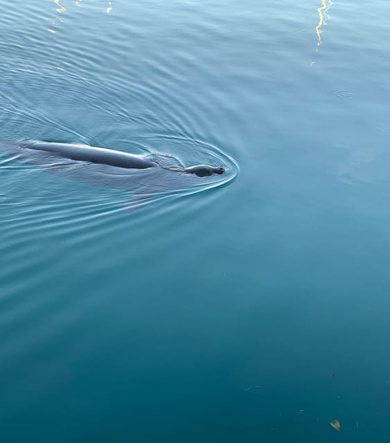 Whale Sail Charter - Activity and Highlights