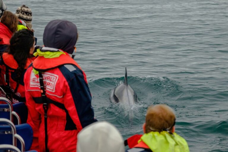 Whale Watching in Reykjavik by Speedboat