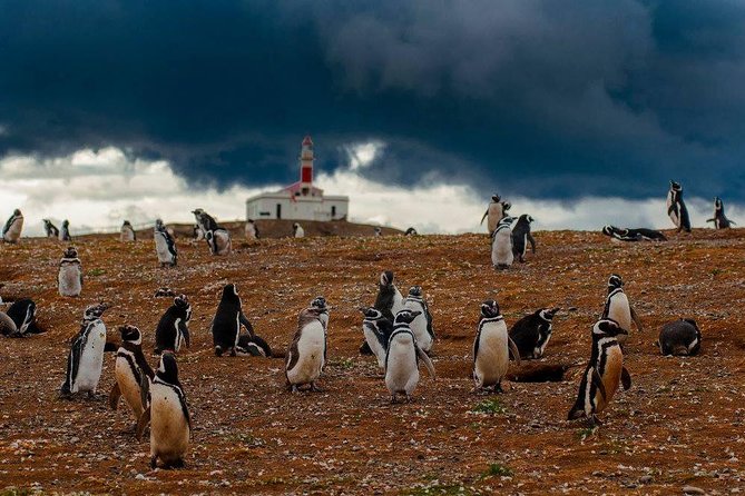 Whales, Penguins & Glaciers Navigation From Punta Arenas - Key Wildlife Encounters