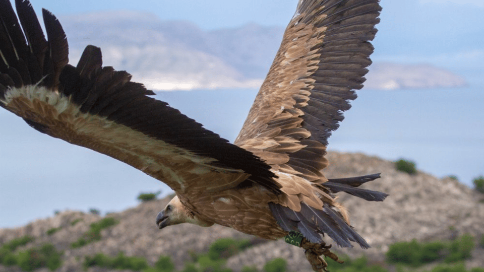 Wild Bays and Plavnik Island: a Whole Day Private Boat Tour - Tour Overview