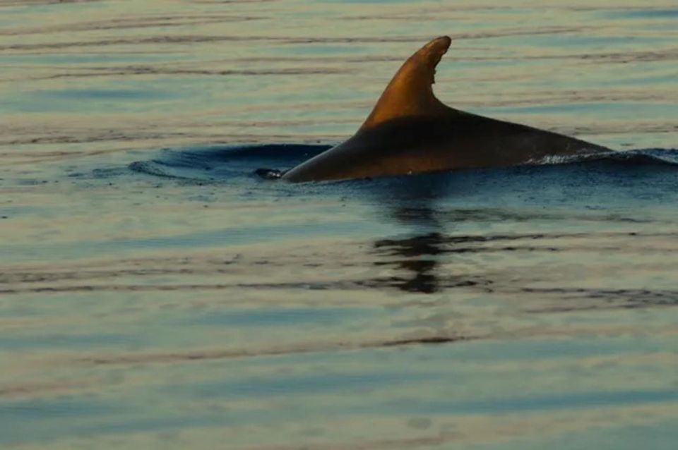 Wild Bays: Swimming and Snorkeling With Capt. Bobo (Private) - Overview of the Experience