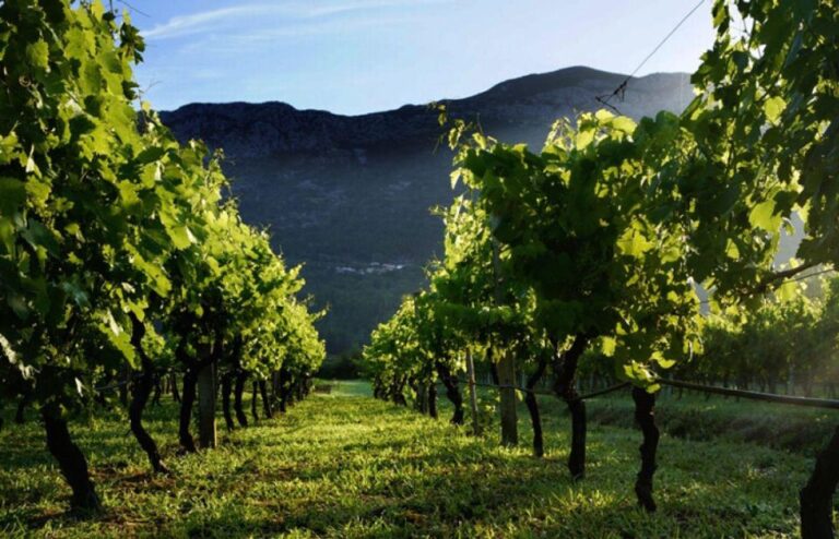 Wine Tasting on Peninsula PelješAc Wine Tour From Dubrovnik