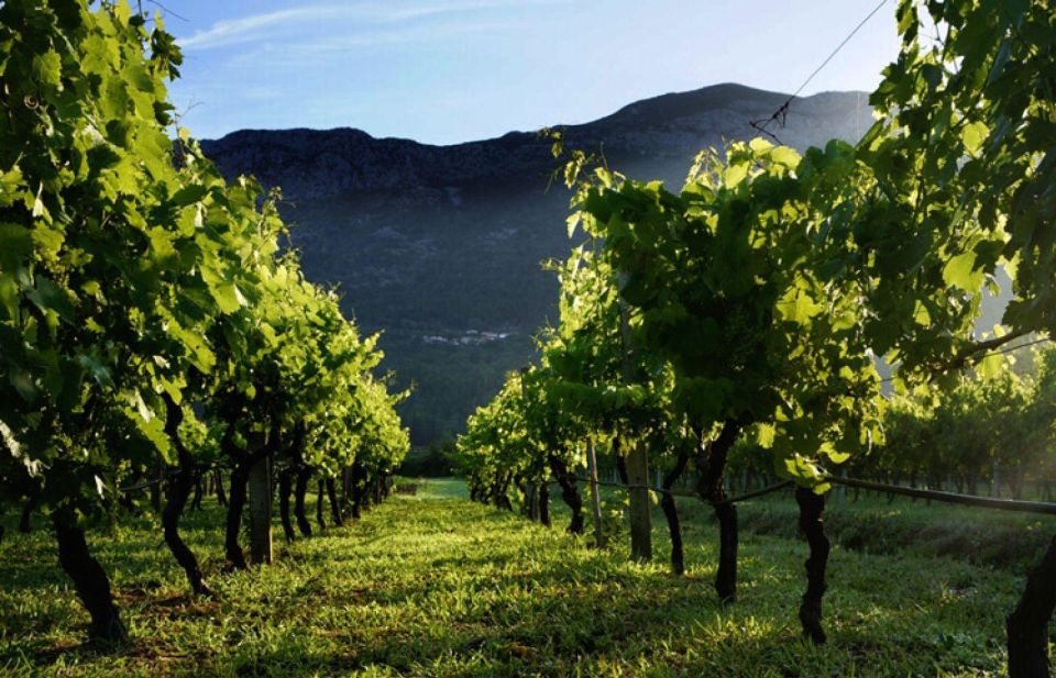 Wine Tasting on Peninsula PelješAc Wine Tour From Dubrovnik - Tour Overview