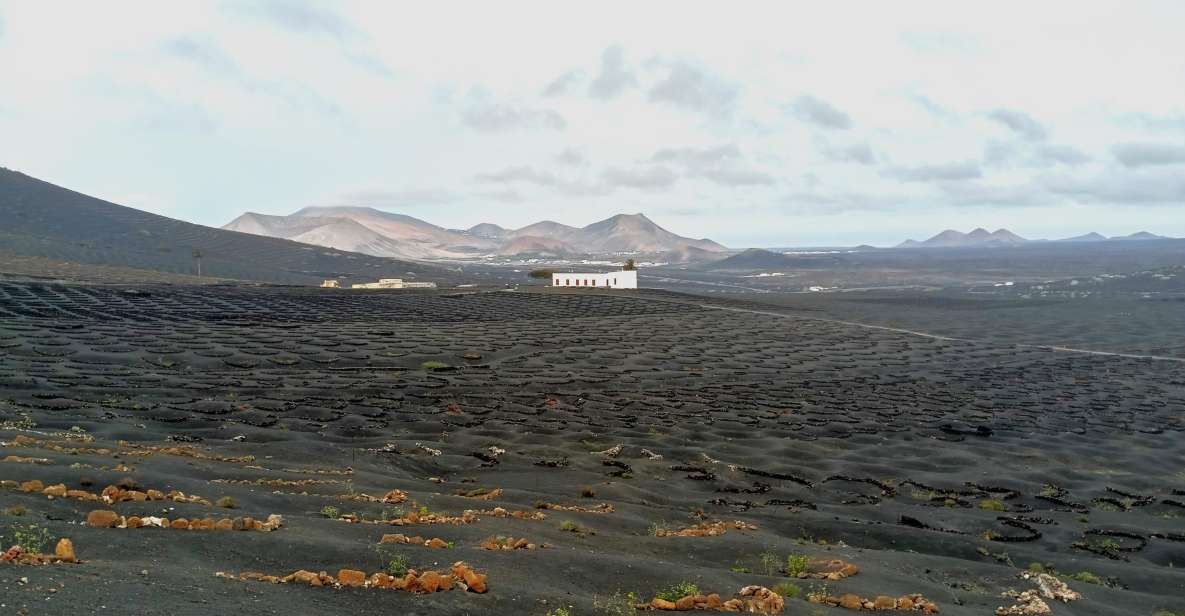 Wine Tour Discovering the Origins of Vineyards in Lanzarote - Tour Overview