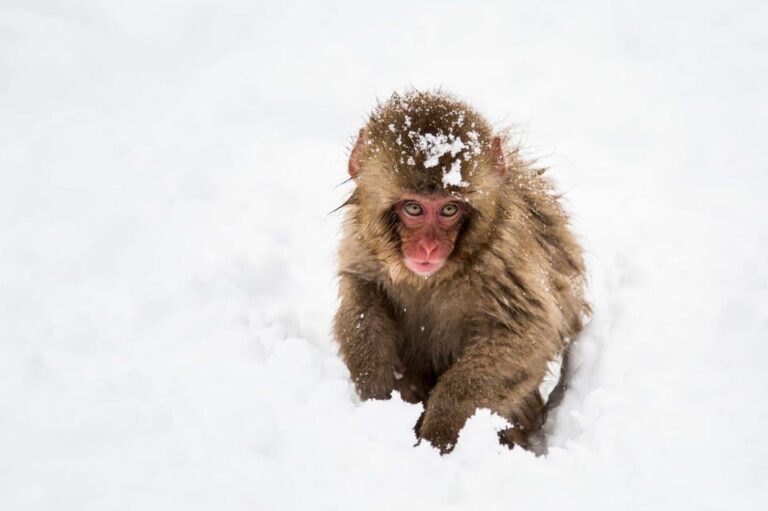 Winter Only From Nozawa Onsen: Snow Monkeys, Zenko-ji & Sake