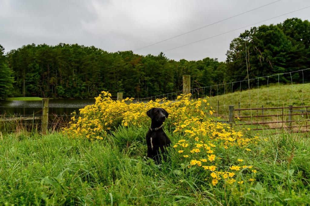 Wolf Creek Farm B&B and Motorcycle Manor at Wolf Creek Farm, LLC Review