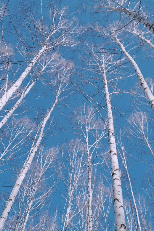 Wondae-ri Birch Forest and In-je Maebawi Icewall Day Tour - Itinerary Details