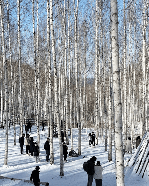 Wondae-ri Birch Forest and In-je Maebawi Icewall Day Tour - Travel