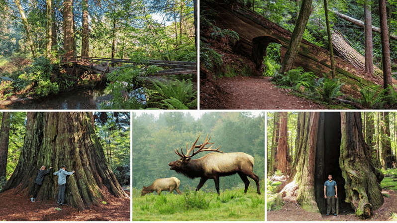 Wonder of the Redwoods - Prairie Creek State Park - Overview of the Hike