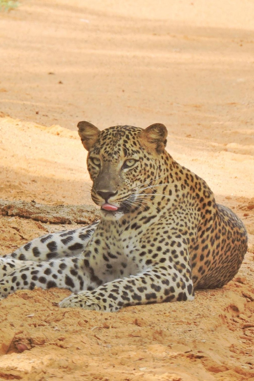 Yala National Park: Half Day Safari With Yala Odyssey Tours - Activity Overview