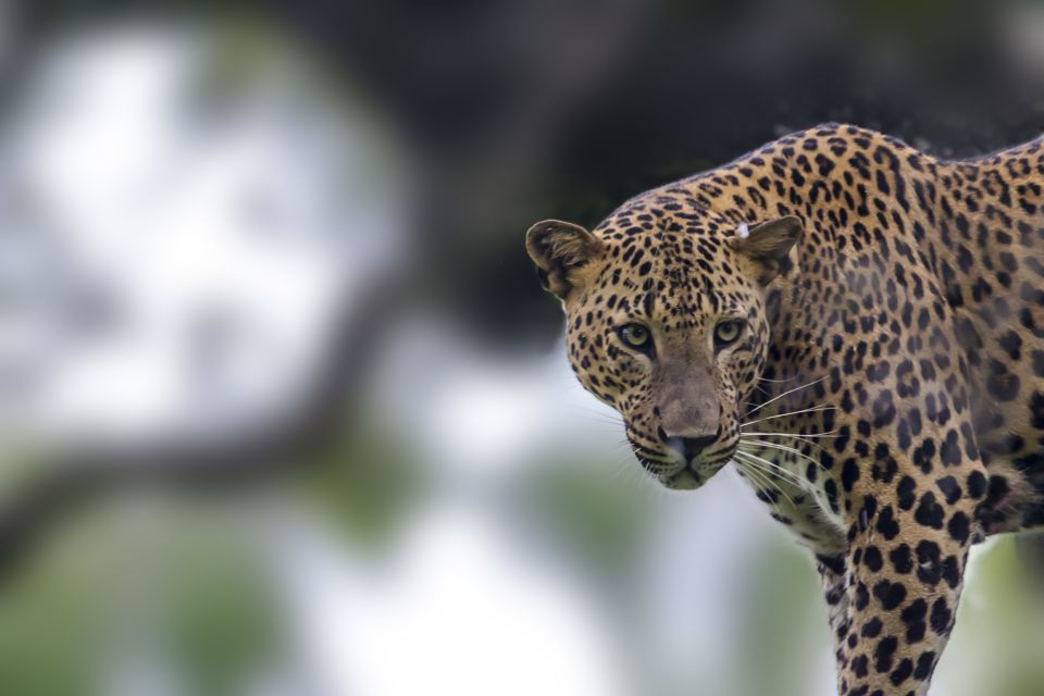 Yala National Park: Leopard Safari Full Day Tour With Lunch - Tour Overview