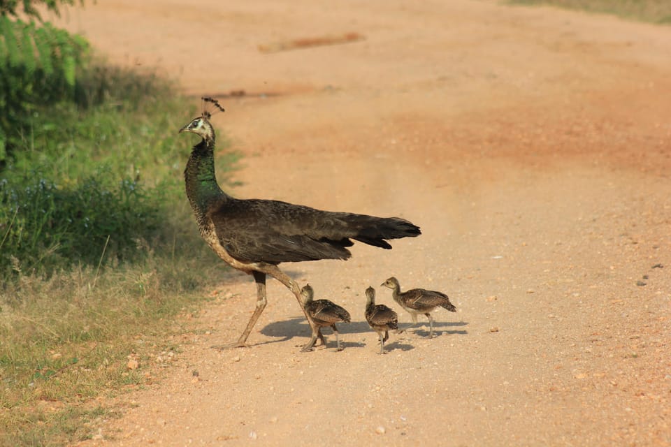 YALA National Park - Morning Wildlife Safari (7 Hours) - Safari Overview