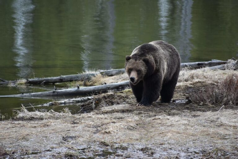 Yellowstone Wildlife Tours: From West Yellowstone Montana