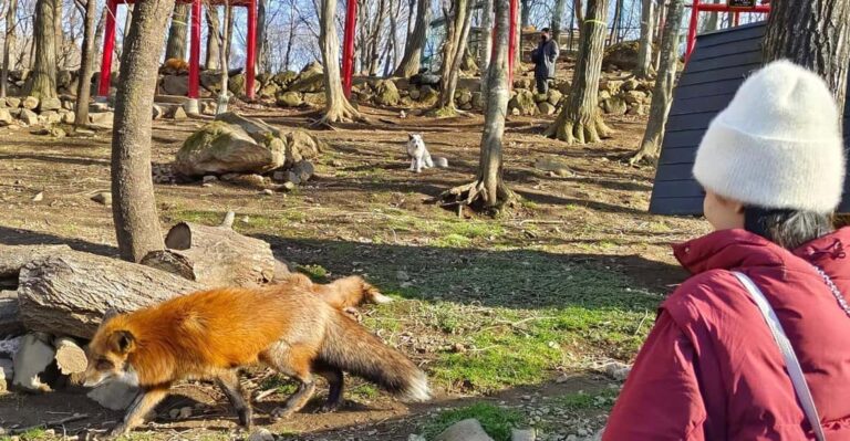 Zao Fox Village 1DAY Bus Tour With Strawberry Picking