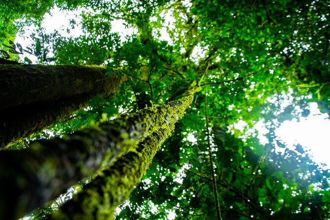 2-in-1 Best of La Fortuna. Hanging Bridges & Arenal Volcano + Traditional Lunch - Tour Overview