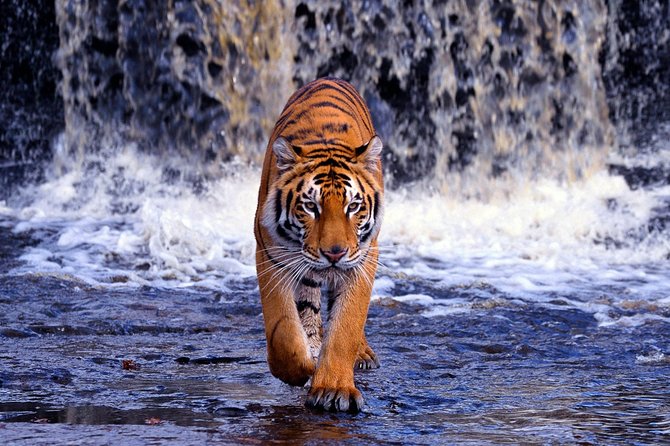 12 Day Classic Rajasthan Tour-Taj Mahal, Tigers, Lakes & Wildlife - Customer Feedback