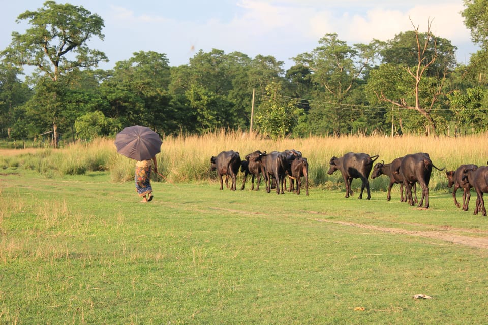 3-Day Chitwan National Park Jungle Safari Tour Kathmandu: - Itinerary Breakdown