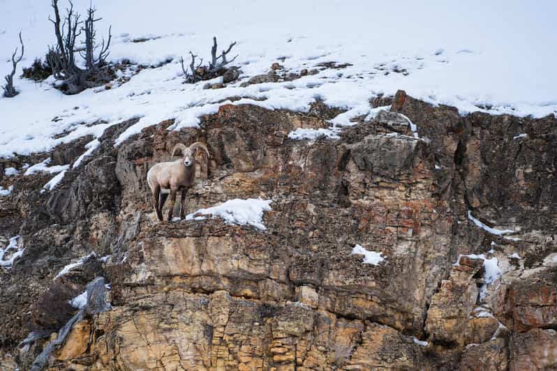 3 Day Wildlife Photography Tour in Yellowstone National Park - Wildlife Experience