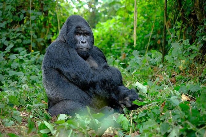 3 Days Gorilla Trekking Safari Tour in Uganda - Day 1 Activities