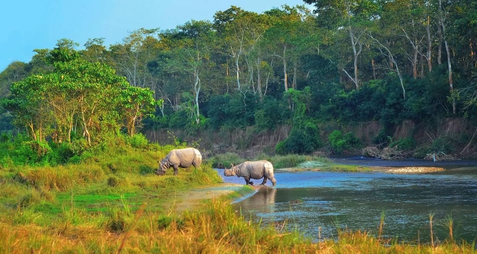 4-Day Private Chitwan National Park Safari Tour From Pokhara - Wildlife Encounters