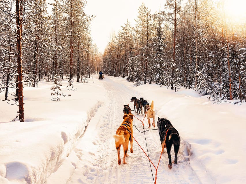 4hr Dog Sledding Trip on Finnmarksvidda - Experience and Highlights