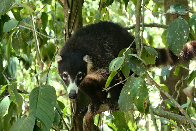 5 Days Wildlife Tour in Drake Bay, Sierpe, Corcovado and Osa - Itinerary Highlights