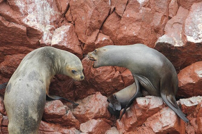 7-Hours Tour in Paracas National Reserve With Pickup - Included in the Tour