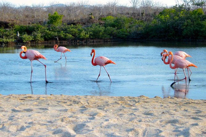 8-Day Galapagos Island Hopping Superior: Kicker Rock, Los Tuneles, Local Flight - Included Amenities